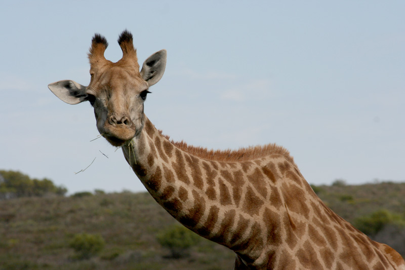 giraffe-langebaan