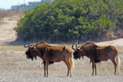 thali-thali-wildebeest