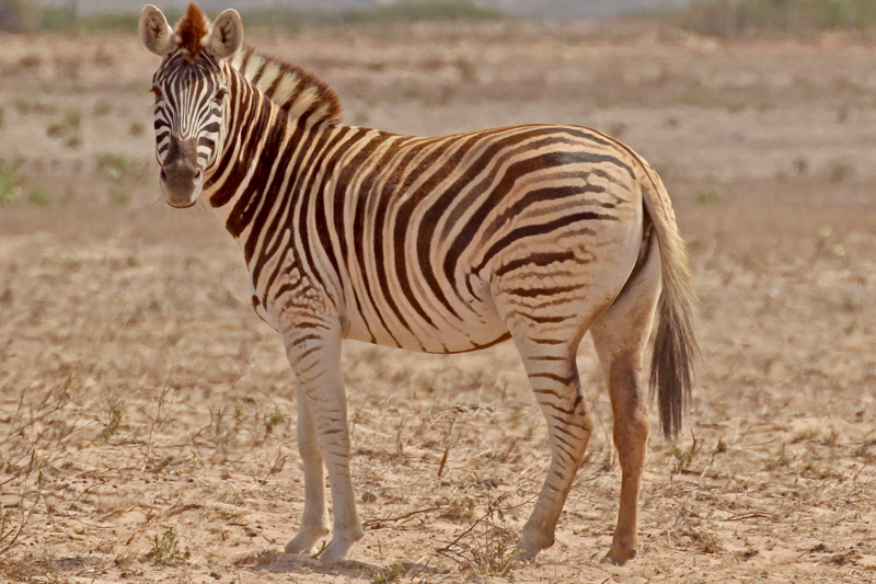 zebra