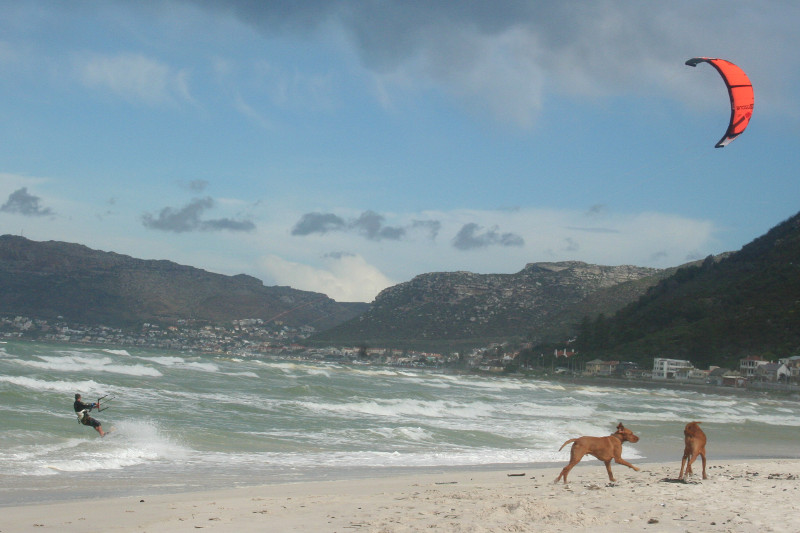 kitesurfing-muizenberg-dogs