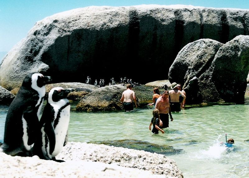 Boulders-Beach-Family