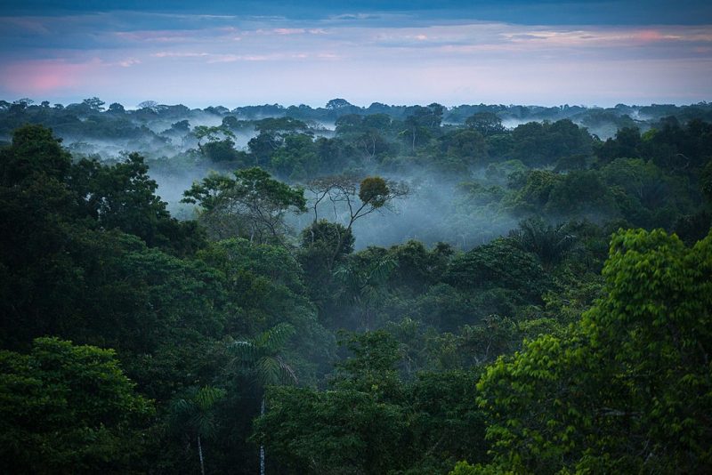 Amazon-Brazil