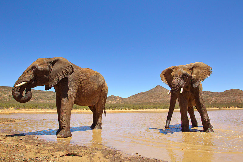 Safari-Elephant-Langebaan