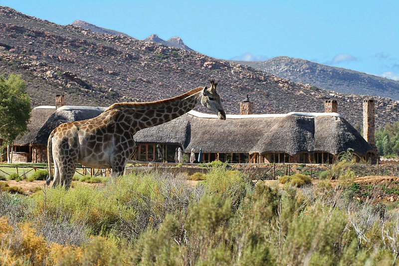 Safari-Giraffe-Langebaan