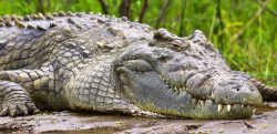 croocodile-park-mauritius