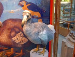 dodo-mauritius