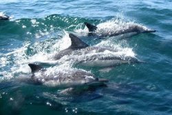 dolphin-cruise-mauritius