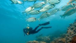 Dive-Mozambique