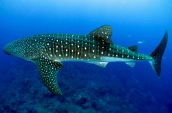 whale-shark-dive-mozambique
